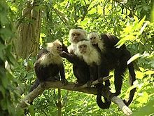 monos capuchinos